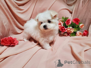 Photo №2 to announcement № 134970 for the sale of maltese dog - buy in United States private announcement, breeder