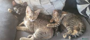 Photo №1. american shorthair - for sale in the city of Bern | 516$ | Announcement № 163377