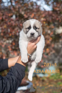 Additional photos: Central Asia Shepherd Dog Puppies