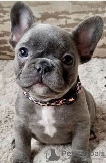 Photo №1. french bulldog - for sale in the city of Братислава | Is free | Announcement № 120820