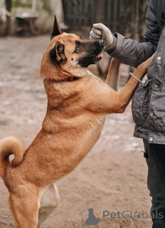 Photo №2 to announcement № 165127 for the sale of non-pedigree dogs - buy in Russian Federation private announcement