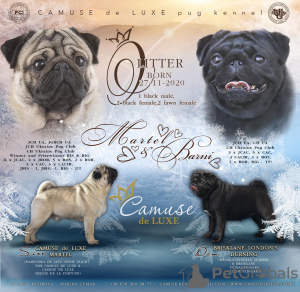 Photo №3. CAMUSE de LUXE OSKAR 3m. Ukraine