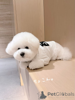 Photo №1. bichon frise - for sale in the city of Günzburg | negotiated | Announcement № 174973