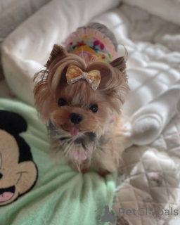 Photo №2 to announcement № 138792 for the sale of  - buy in United States 