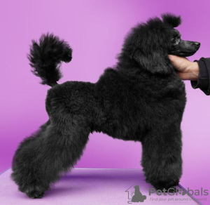 Additional photos: Black Poodle toy