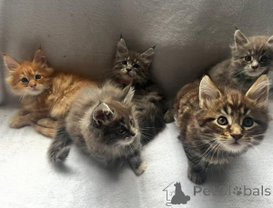 Photo №3. Adorable Maine Cons Kitten.. Austria