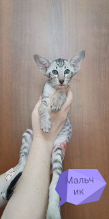 Photo №4. I will sell oriental shorthair in the city of Moscow.  - price - 157$