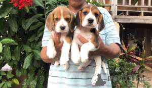 Photo №1. beagle - for sale in the city of Amsterdam | 774$ | Announcement № 160505