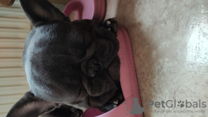 Photo №2 to announcement № 30330 for the sale of french bulldog - buy in Germany private announcement
