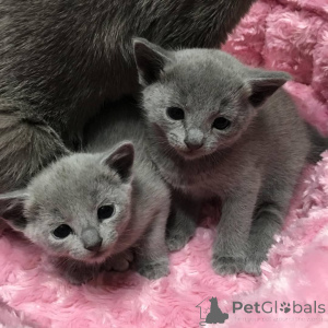 Photo №3. Pedigree Russian Blue Kittens for new and loving family. United States