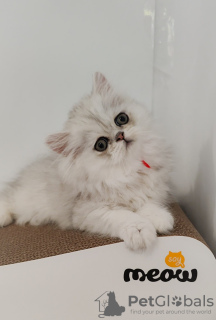 Photo №1. persian cat - for sale in the city of Odessa | 636$ | Announcement № 51278