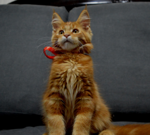 Photo №1. maine coon - for sale in the city of Kiev | 480$ | Announcement № 4812