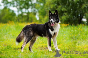 Photo №1. non-pedigree dogs - for sale in the city of Москва | Is free | Announcement № 59455