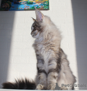 Photo №2 to announcement № 17059 for the sale of maine coon - buy in Russian Federation from nursery