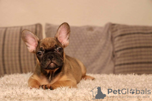 Photo №3. French Bulldog puppies with Pedigree for adoption. Germany