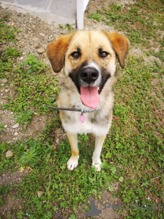 Photo №1. non-pedigree dogs - for sale in the city of Moscow river | Is free | Announcement № 152541