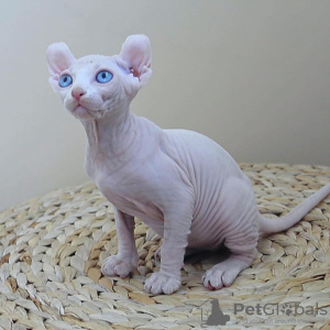 Photo №1. elf - for sale in the city of Stockholm | negotiated | Announcement № 133882