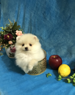 Additional photos: Pomeranian Spitz