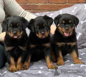 Photo №1. golden retriever - for sale in the city of Aalborg | negotiated | Announcement № 175116