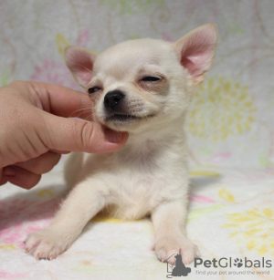 Photo №1. chihuahua - for sale in the city of Минеральные Воды | Is free | Announcement № 11263