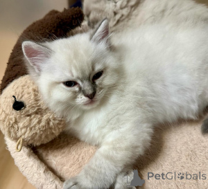 Photo №1. ragdoll - for sale in the city of Achenkircch | negotiated | Announcement № 155402