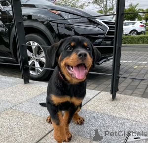 Photo №2 to announcement № 138901 for the sale of rottweiler - buy in Germany private announcement, breeder