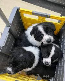 Photo №1. border collie - for sale in the city of Milan | 723$ | Announcement № 165800