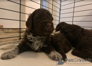 Photo №4. I will sell lagotto romagnolo in the city of Rijeka. breeder - price - 792$