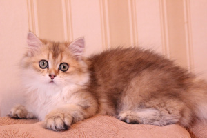 Photo №1. british longhair - for sale in the city of Chelyabinsk | negotiated | Announcement № 2301