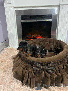 Photo №4. I will sell dachshund in the city of New Garden.  - price - 1548$
