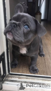 Photo №3. Adoptable French Bulldog puppies. Germany