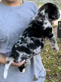 Photo №2 to announcement № 161248 for the sale of american mastiff - buy in Netherlands private announcement