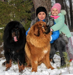 Additional photos: Tibetan mastiff puppies for sale