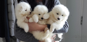 Photo №1. samoyed dog - for sale in the city of Дортмунд | Is free | Announcement № 123892