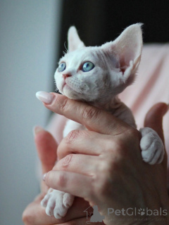 Photo №2 to announcement № 171389 for the sale of devon rex - buy in Germany private announcement