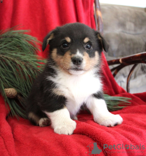 Photo №1. welsh corgi - for sale in the city of Indianapolis | 330$ | Announcement № 63530