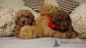 Photo №1. poodle (toy) - for sale in the city of Zrenjanin | negotiated | Announcement № 110524