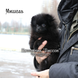 Photo №3. Beautiful puppy of a pomeranian spitz. Black girl. Russian Federation