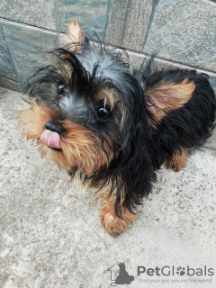 Photo №1. beaver yorkshire terrier, yorkshire terrier - for sale in the city of Tallinn | 475$ | Announcement № 108998