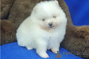 Photo №4. I will sell pomeranian in the city of Берлингероде. private announcement - price - Is free