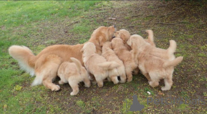 Photo №2 to announcement № 138881 for the sale of golden retriever - buy in United Kingdom breeder