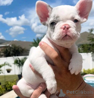 Photo №1. french bulldog - for sale in the city of Jersey City | 845$ | Announcement № 36959