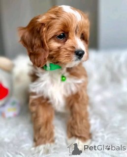 Photo №1. poodle (toy) - for sale in the city of Berlin | 568$ | Announcement № 167651