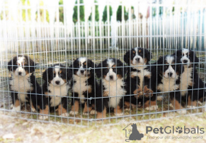Photo №1. bernese mountain dog - for sale in the city of Нови Сад | 951$ | Announcement № 107222