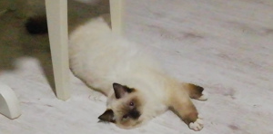 Photo №1. ragdoll - for sale in the city of Москва | 440$ | Announcement № 5461