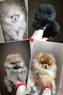 Photo №2 to announcement № 92420 for the sale of pomeranian - buy in Belarus breeder