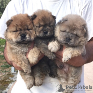 Photo №1. chow chow - for sale in the city of Gżira | 423$ | Announcement № 78499