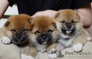 Photo №1. shiba inu - for sale in the city of Minsk | negotiated | Announcement № 71793