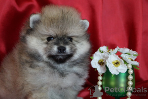 Photo №2 to announcement № 40737 for the sale of pomeranian - buy in Russian Federation breeder