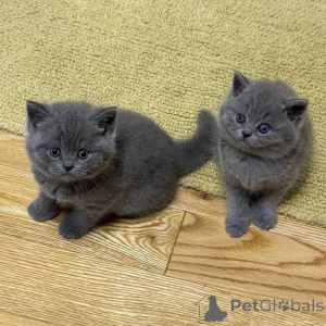 Photo №1. british shorthair - for sale in the city of Tallinn | negotiated | Announcement № 169770